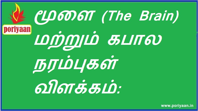 மூளை (The Brain) மற்றும் கபால நரம்புகள் விளக்கம் Explanation of The Brain and Cranial Nerves - மருத்துவ குறிப்புகள் Medicine Tips
