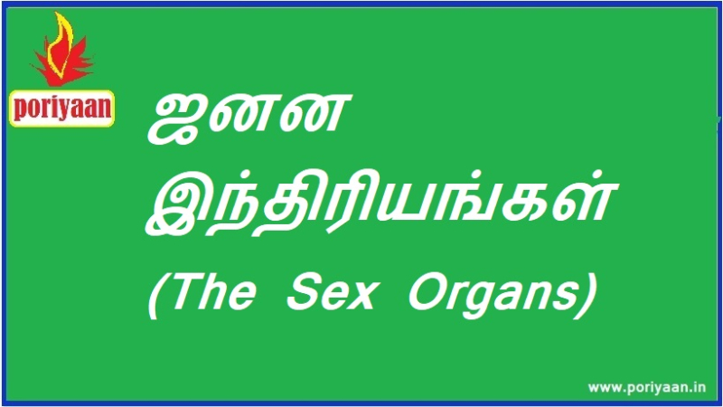 ஜனன இந்திரியங்கள் | The Sex Organs